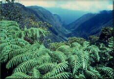 Photo - Wailau Valley, Molokai, Hawaii